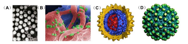 Tools for virus structure research. (A) Transmission electron micrograph of rotavirus particles (B) Scanning electron microscope image of HIV particles (green) budding from the infected T lymphocytes (pink and blue) (C) High-resolution image of a hepatitis B virus obtained by cryo-electron microscope (D) Hepatitis B virus capsid structure obtained by X-ray crystallography.